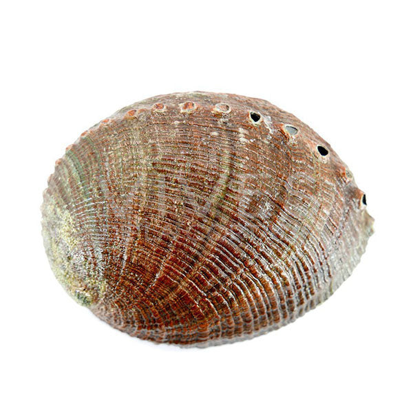 Concha de Abalone 14cm - Loja Mística